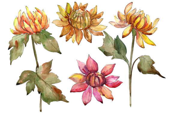 A Mix of Flowers from Daisies and Asters Watercolor Illustrations