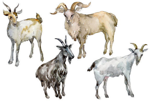 Agriculture Goat Watercolor: A Designer’s Honest Review