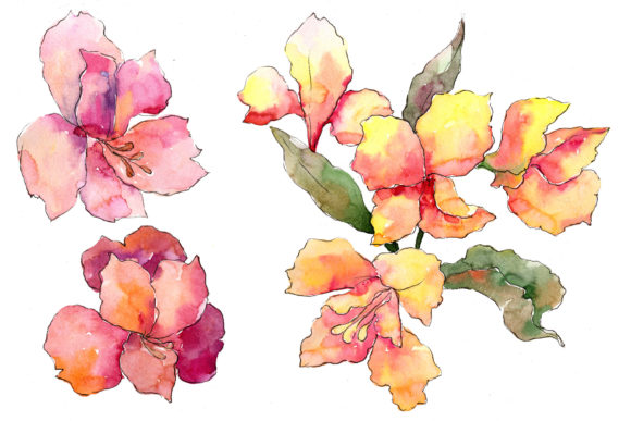 Alstroemeria Pink Flower Watercolor Set for Illustrations