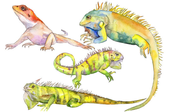 Animal Iguaana Watercolor: A Versatile Illustration for Creative Content