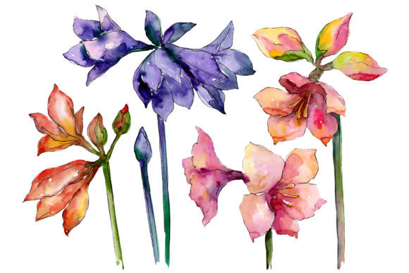 Beautiful Watercolor Amaryllis Set: A Fresh Illustration for Modern Branding