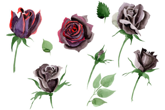 Black Rose Flower Watercolor: A Versatile Illustration for Digital Sellers