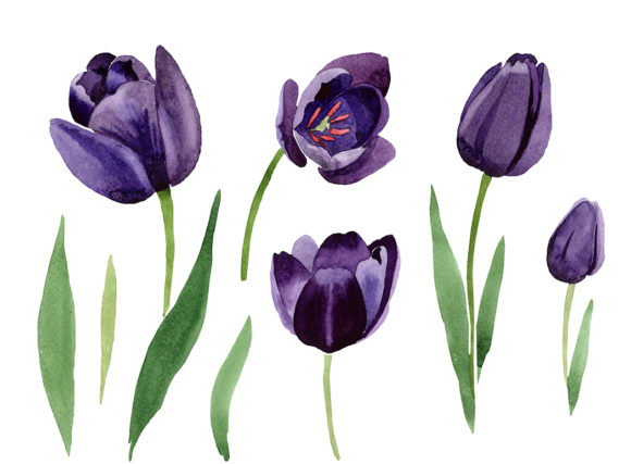 Black Tulips Watercolor Flower Set for Marketing and Branding