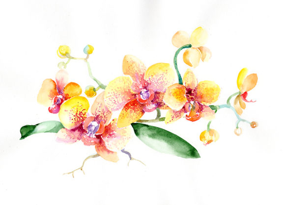 Bouquet Yellow Orchid Flower Watercolor Set: A Seller’s Review of an Elegant Illustration