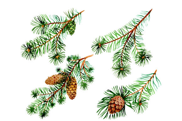 Branches of Spruce and Pine Watercolor Set for Local Business Illustrations