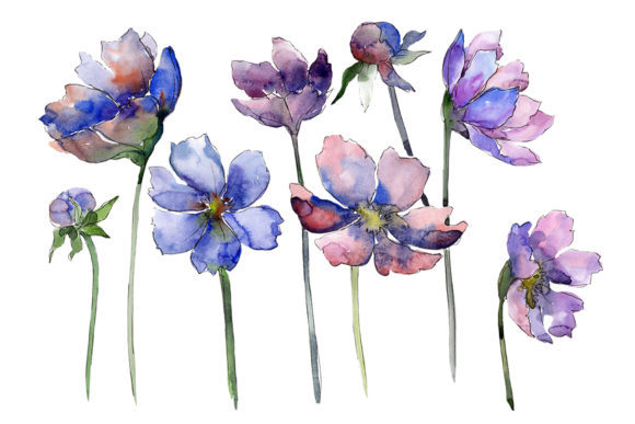 Cosmos Flower Blue Watercolor: A Versatile Illustration for Modern Branding