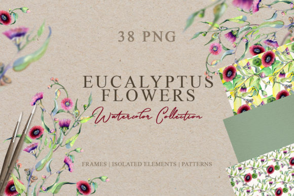 Eucalyptus Flowers Watercolor for Modern Illustrations