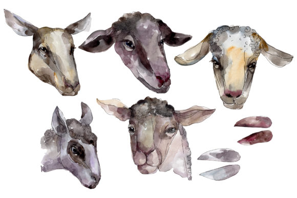 Farm Animals Ram Head Watercolor Illustration Review