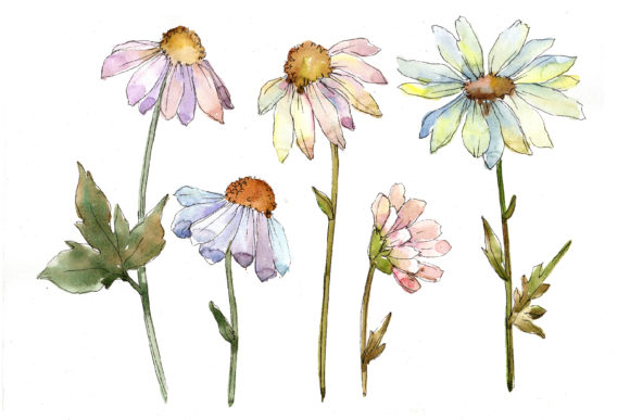 Gentle Chamomile Watercolor Set: A Versatile Illustration for Handmade Creations