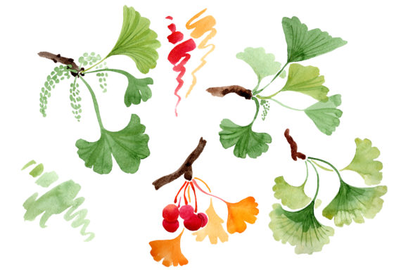 Ginkgo Biloba Watercolor for Illustrations: A Designer’s Perspective