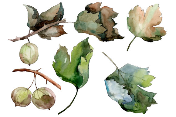 Gooseberry Watercolor Plant Set: A Versatile Illustration for Creative Sellers
