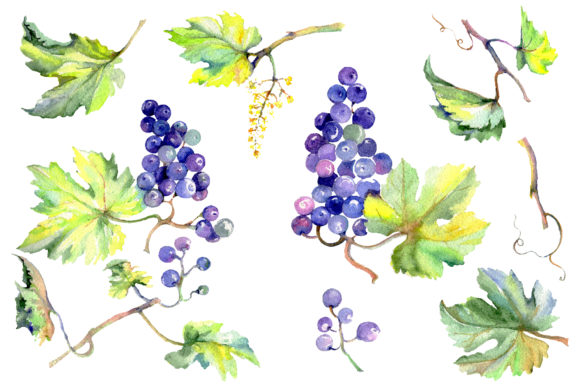 Grapes Watercolor Illustrations: A Brand Designer’s Perspective