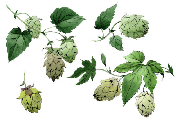 Green Watercolor Hops Set Review: A Versatile Illustration for Creative Branding