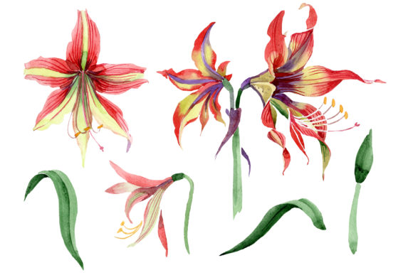 Hippeastrum Red and Yellow Flower Watercolor: A Vibrant Illustration for Content Creators