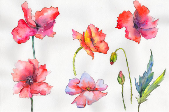Light Red Poppy Watercolor Flower Set: A Versatile Illustration for Creative Sellers