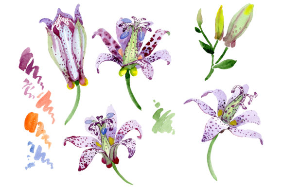 Lily Toad Watercolor: A Versatile Illustration for Modern Branding
