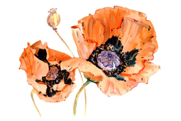 Original Poppy Red Watercolor for Creative Illustrations