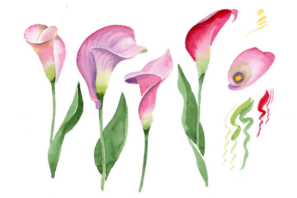 Pink Calla Flower PNG Watercolor Set for Illustrations and Digital Products