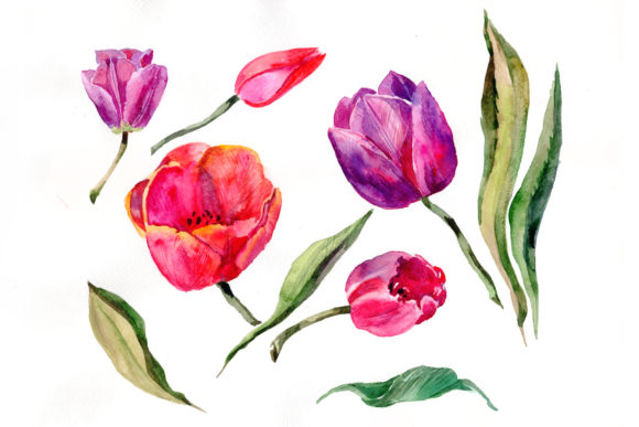 Red and Purple Tulip Flowers Watercolor Illustrations