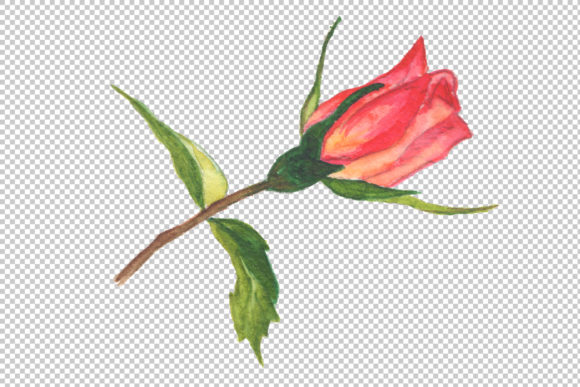 Two Red Roses Watercolor Set: A Versatile Illustration for Local Branding