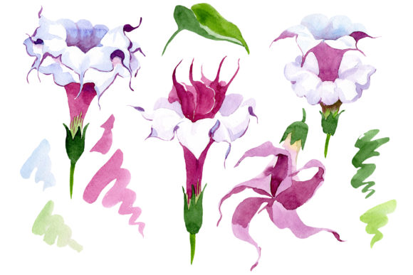 Wildflower Burgundy Brugmansia Watercolor Set for Illustrations