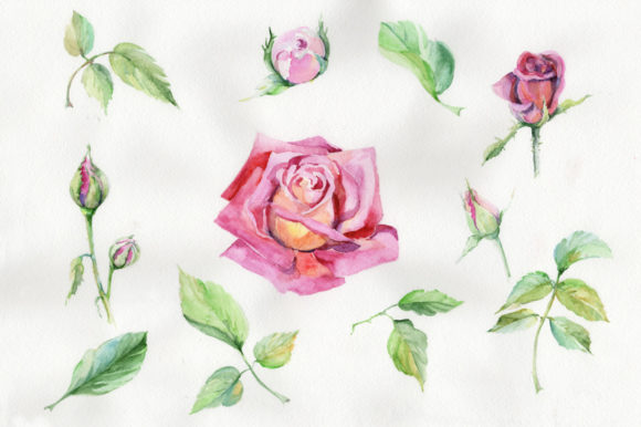Wildflower Delicate Pink Rose Watercolor Set Review