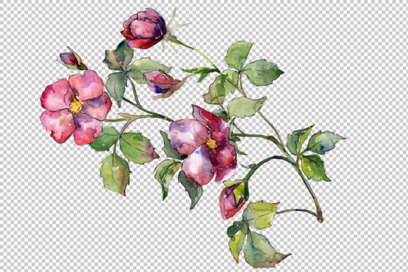 Wonderful Bloom Rose PNG Watercolor Set Review for Real Craft Projects