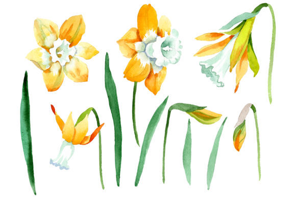 Yellow Narcissus Watercolor: A Versatile Illustration for Handmade Creations
